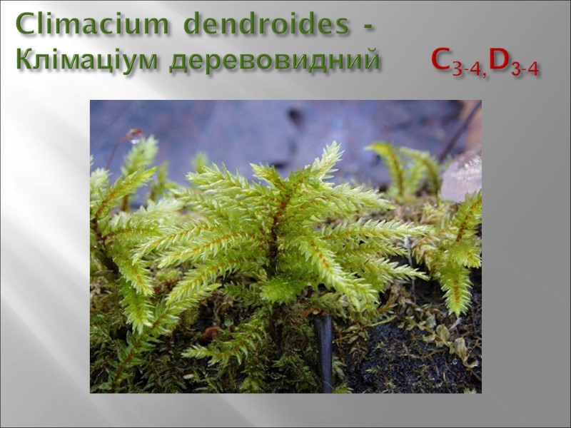 Climacium dendroides -  Клімаціум деревовидний     C3-4,D3-4